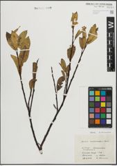 Foto von Salix mielichhoferi Saut.